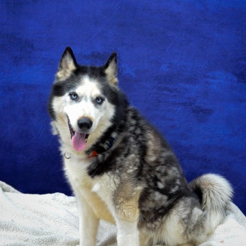 Simon, an adoptable Siberian Husky in Glenfield, NY, 13343 | Photo Image 5