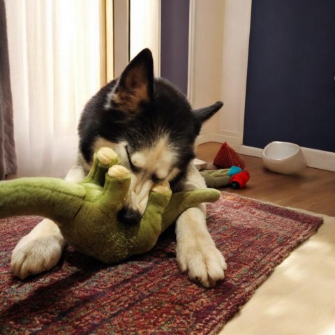 Simon, an adoptable Siberian Husky in Glenfield, NY, 13343 | Photo Image 5