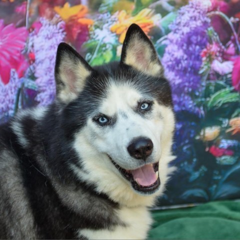 Simon, an adoptable Siberian Husky in Glenfield, NY, 13343 | Photo Image 5