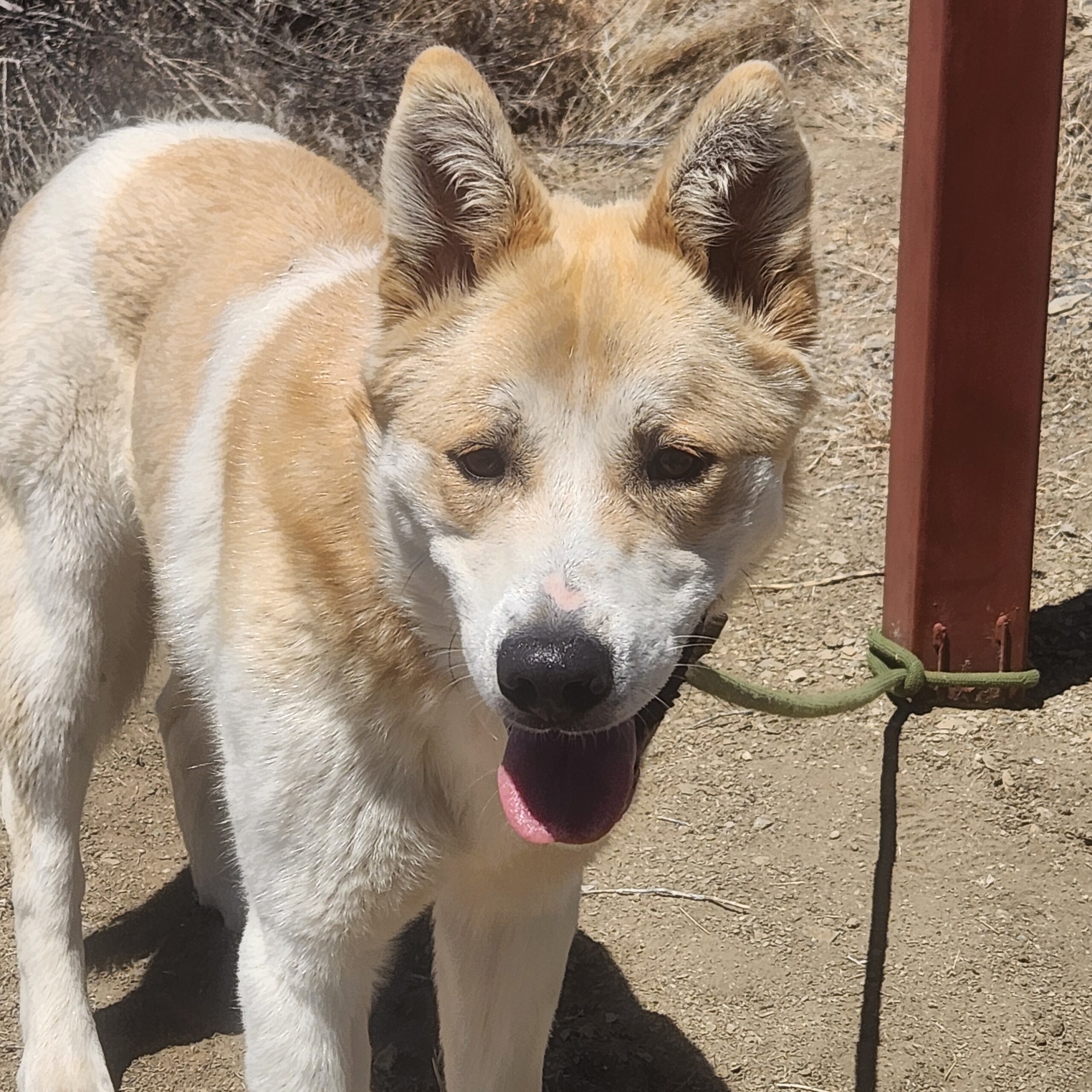 Tanner, an adoptable Shepherd, Mixed Breed in Grand Junction, CO, 81503 | Photo Image 1