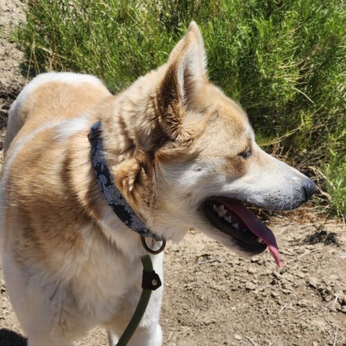 Tanner, an adoptable Shepherd, Mixed Breed in Grand Junction, CO, 81503 | Photo Image 2