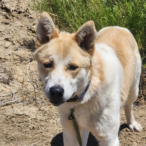 Tanner, an adoptable Shepherd, Mixed Breed in Grand Junction, CO, 81503 | Photo Image 3