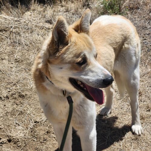 Tanner, an adoptable Shepherd, Mixed Breed in Grand Junction, CO, 81503 | Photo Image 4