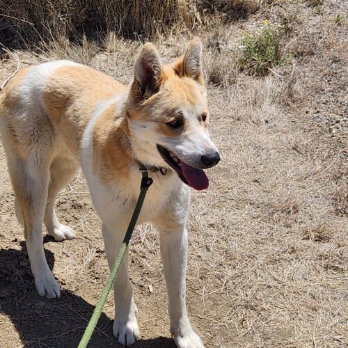 Tanner, an adoptable Shepherd, Mixed Breed in Grand Junction, CO, 81503 | Photo Image 5