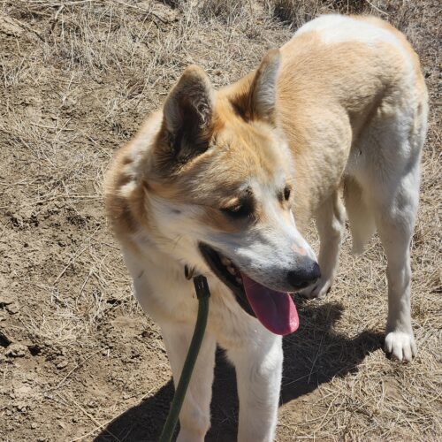 Tanner, an adoptable Shepherd, Mixed Breed in Grand Junction, CO, 81503 | Photo Image 6