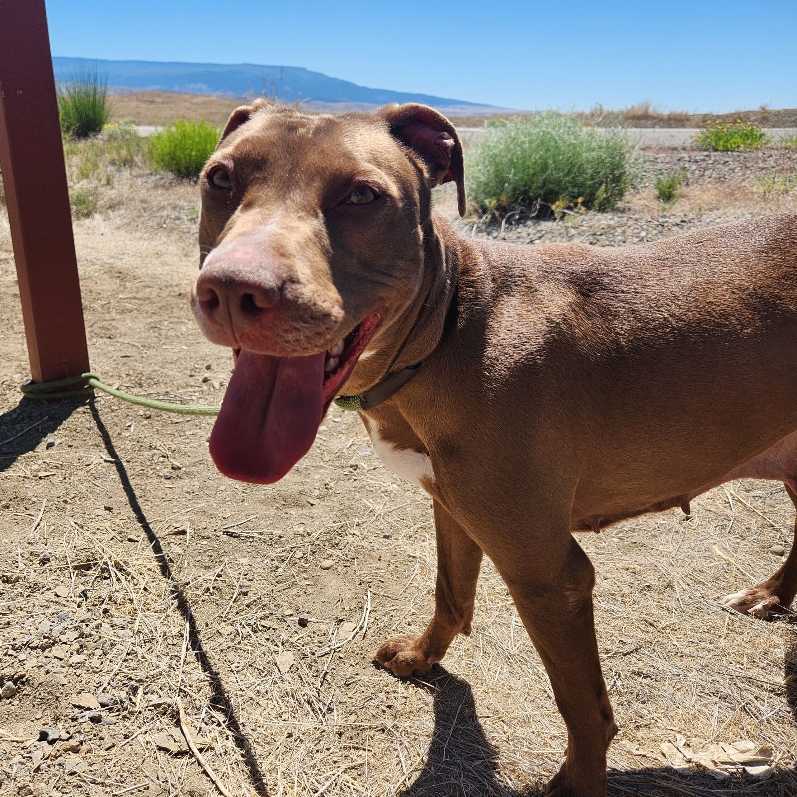 Buffy, an adoptable Labrador Retriever, Mixed Breed in Grand Junction, CO, 81503 | Photo Image 1