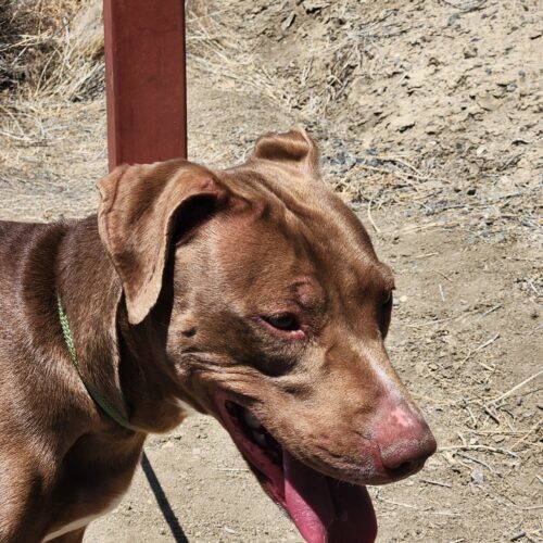 Buffy, an adoptable Labrador Retriever, Mixed Breed in Grand Junction, CO, 81503 | Photo Image 2