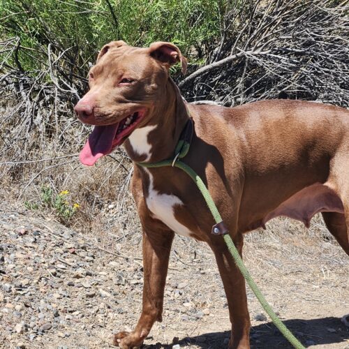 Buffy, an adoptable Labrador Retriever, Mixed Breed in Grand Junction, CO, 81503 | Photo Image 3