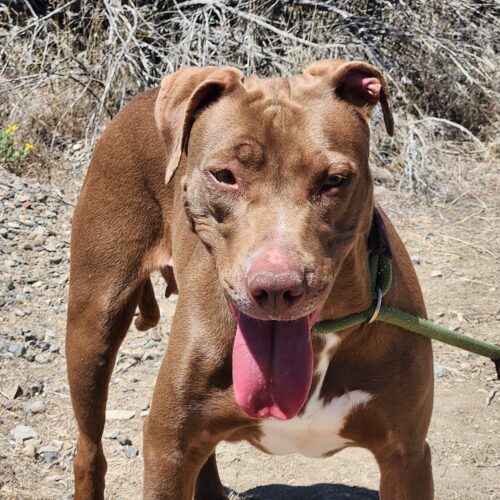 Buffy, an adoptable Labrador Retriever, Mixed Breed in Grand Junction, CO, 81503 | Photo Image 5