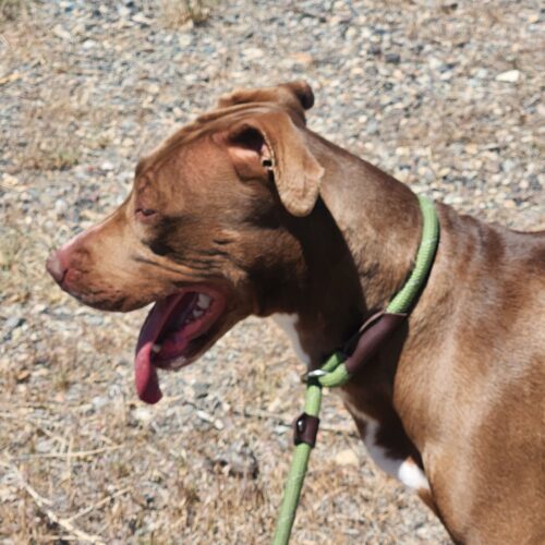 Buffy, an adoptable Labrador Retriever, Mixed Breed in Grand Junction, CO, 81503 | Photo Image 6