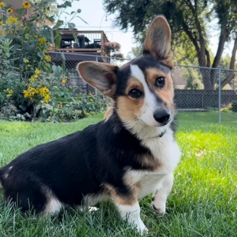 Jan-6813, an adoptable Corgi in Ada, MN, 56510 | Photo Image 1