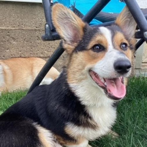 Jan-6813, an adoptable Corgi in Ada, MN, 56510 | Photo Image 2