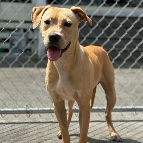 Blondie, an adoptable Pit Bull Terrier in Keaau, HI, 96749 | Photo Image 1