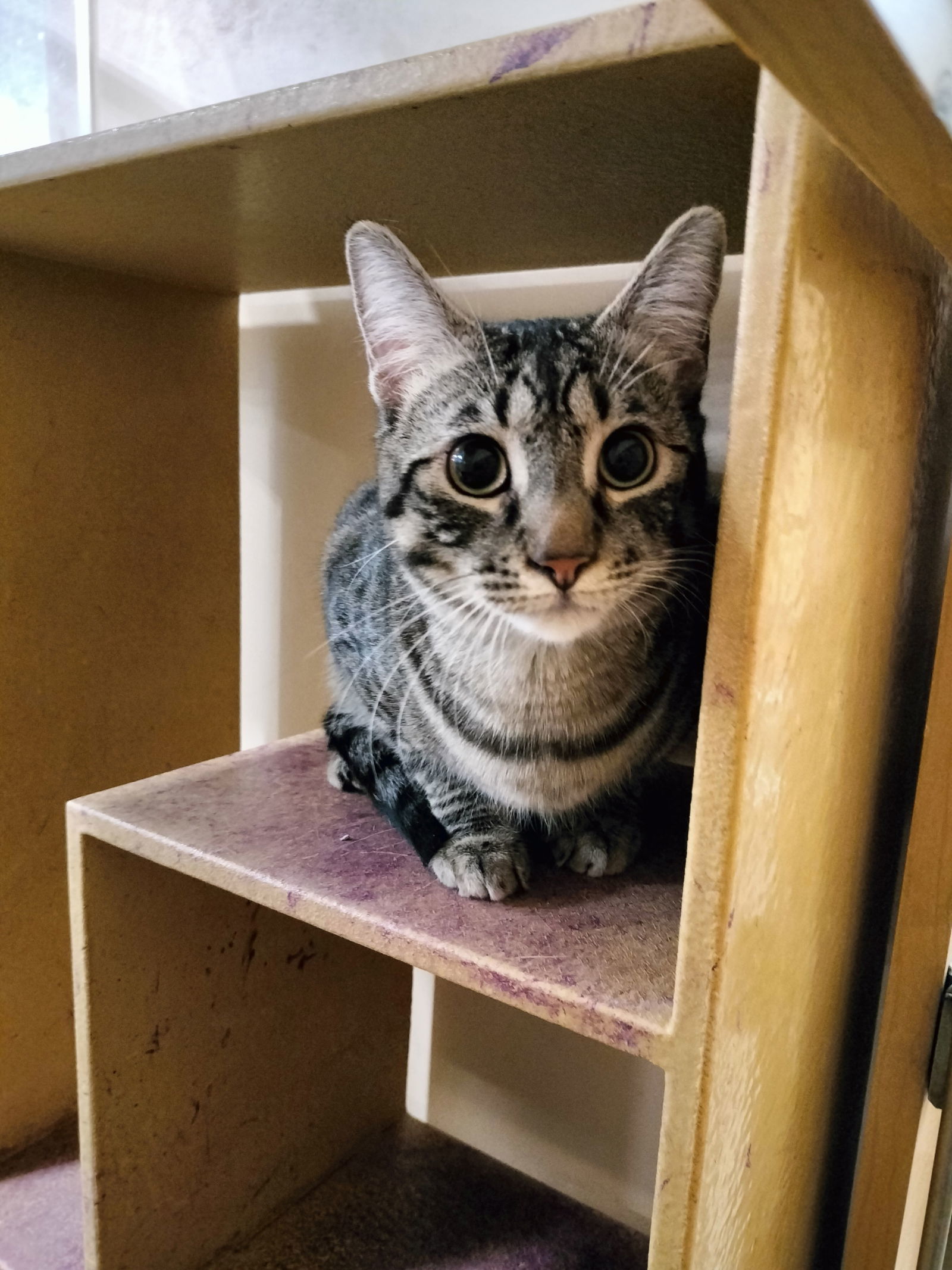 Fancy, an adoptable American Shorthair in Phoenix, AZ, 85017 | Photo Image 1