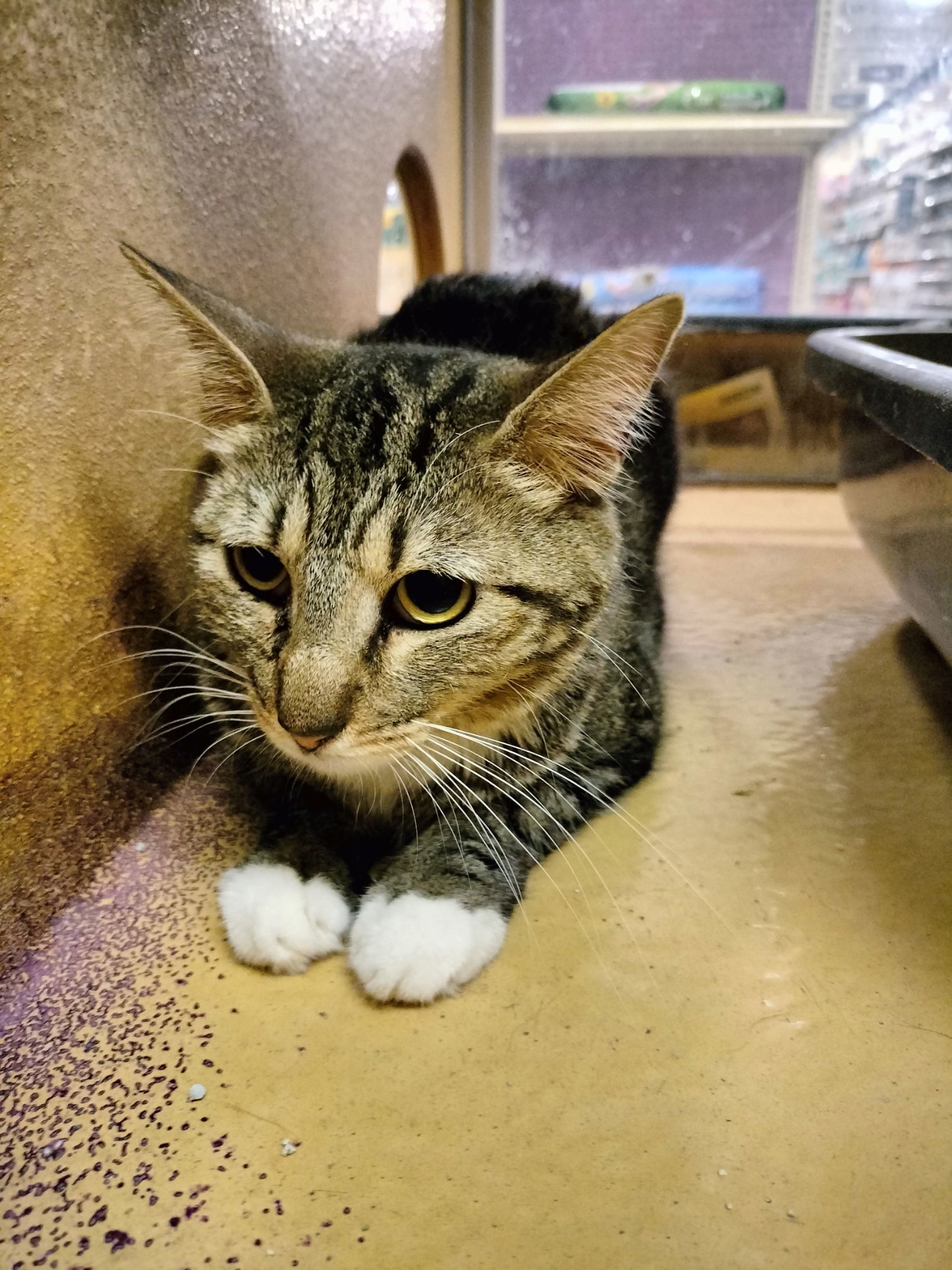 Fancy, an adoptable American Shorthair in Phoenix, AZ, 85017 | Photo Image 2