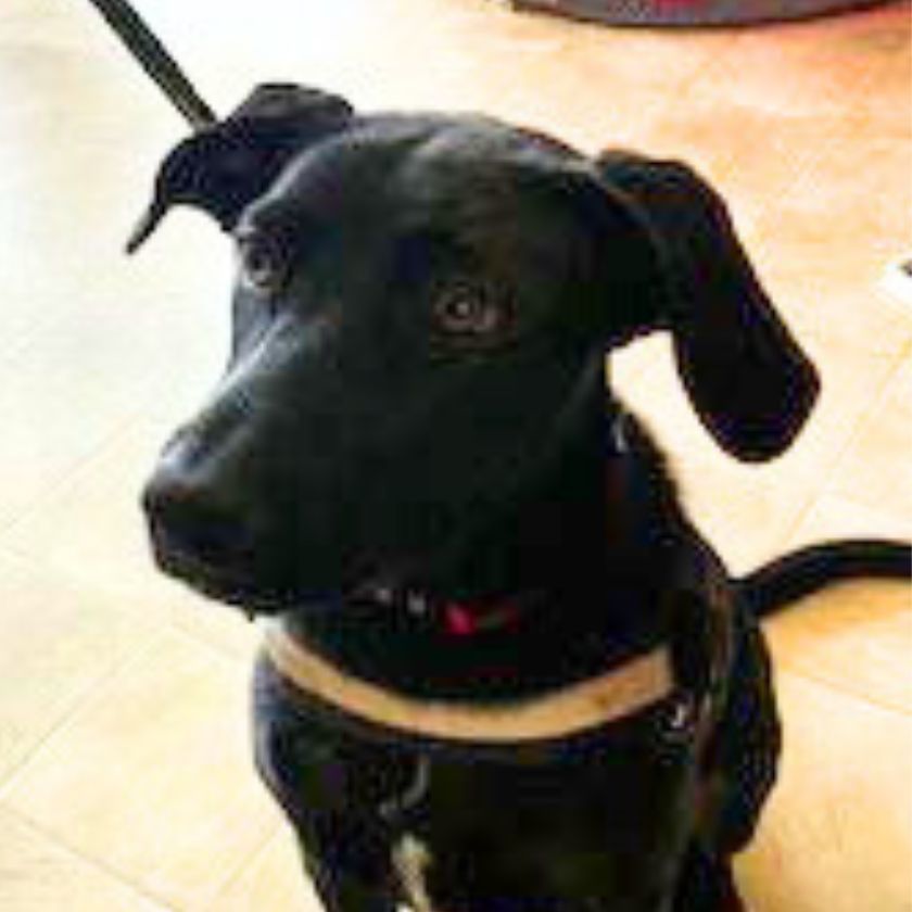 Bailey, an adoptable Labrador Retriever, Australian Shepherd in Laramie, WY, 82073 | Photo Image 1