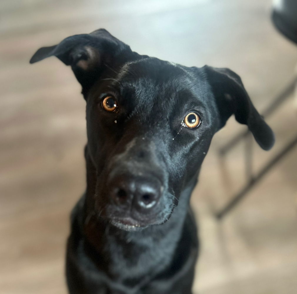 Bailey, an adoptable Labrador Retriever, Australian Shepherd in Laramie, WY, 82073 | Photo Image 1