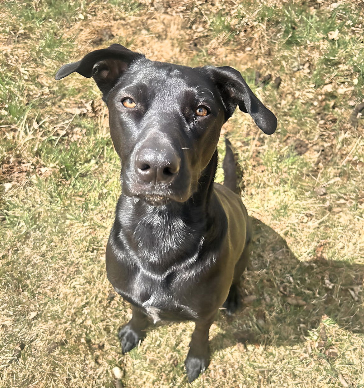 Bailey, an adoptable Labrador Retriever, Australian Shepherd in Laramie, WY, 82073 | Photo Image 2