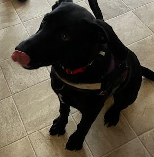 Bailey (FTF-Albany County ONLY), an adoptable Labrador Retriever, Australian Shepherd in Laramie, WY, 82073 | Photo Image 3