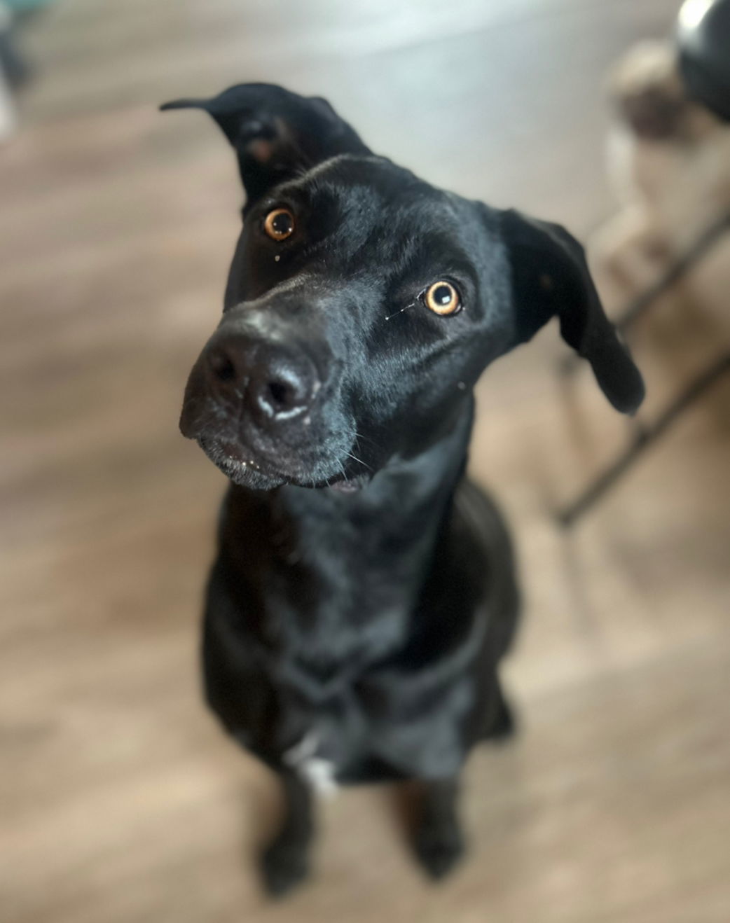 Bailey, an adoptable Labrador Retriever, Australian Shepherd in Laramie, WY, 82073 | Photo Image 3