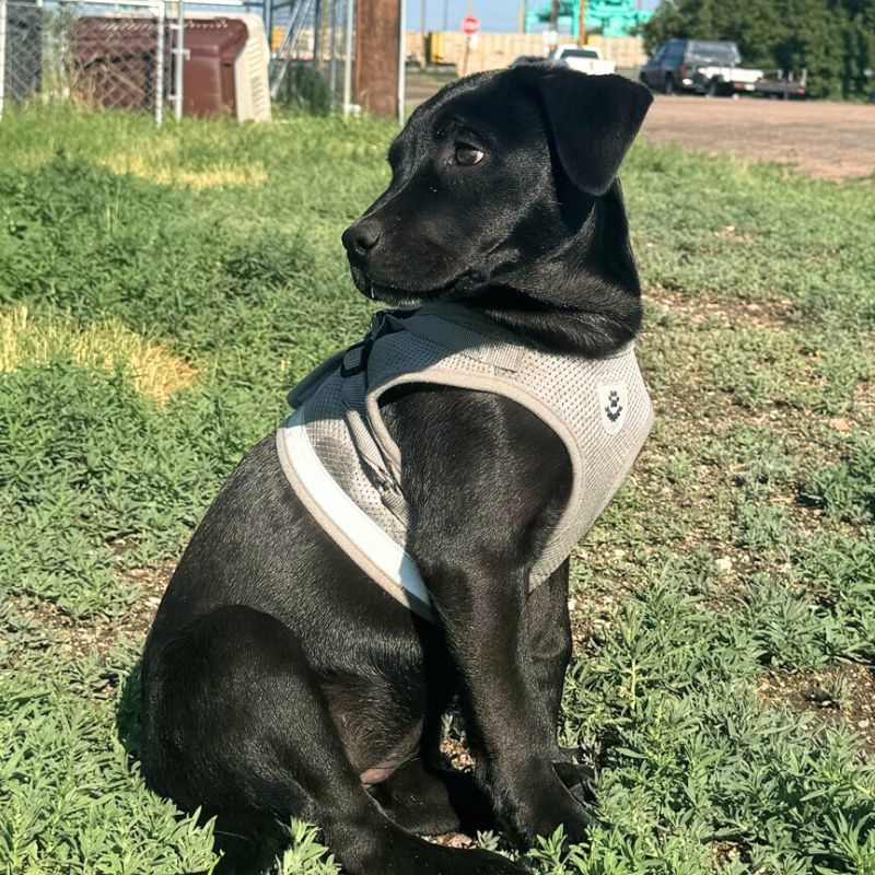 Windy (FTF-Albany County ONLY), an adoptable Labrador Retriever, Australian Shepherd in Laramie, WY, 82073 | Photo Image 1