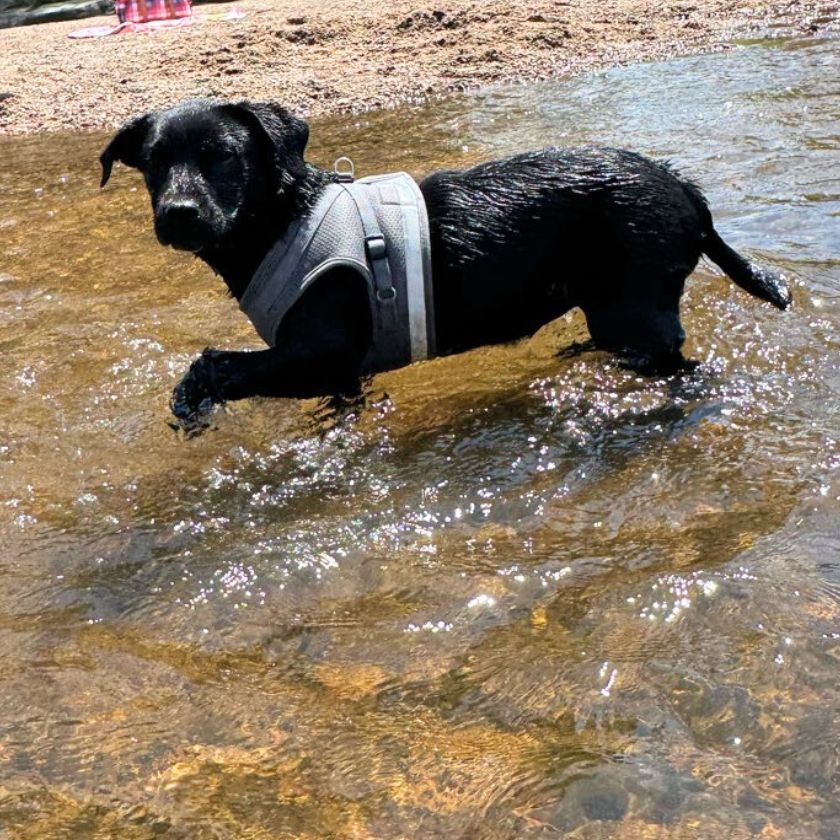 Windy (FTF-Albany County ONLY), an adoptable Labrador Retriever, Australian Shepherd in Laramie, WY, 82073 | Photo Image 2