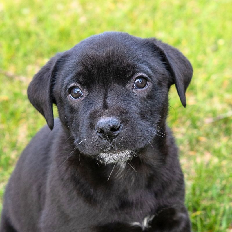 Windy (FTF-Albany County ONLY), an adoptable Labrador Retriever, Australian Shepherd in Laramie, WY, 82073 | Photo Image 3