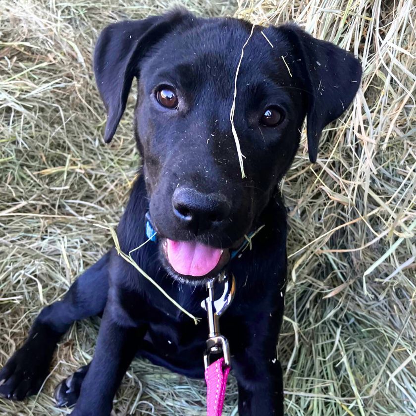 Rain (FTF-Albany County ONLY), an adoptable Labrador Retriever, Australian Shepherd in Laramie, WY, 82073 | Photo Image 1