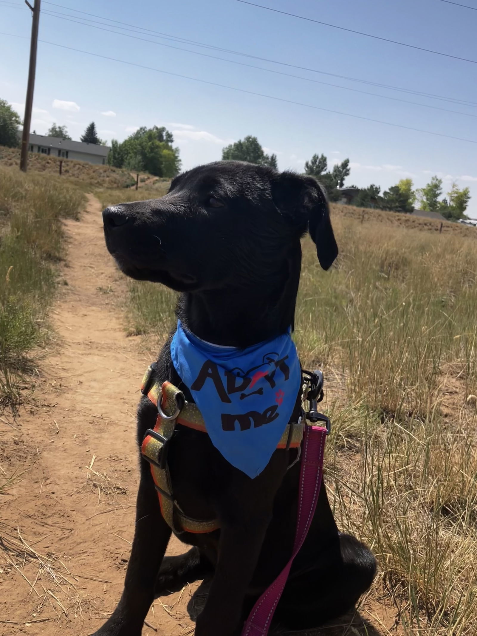 Rain (FTF-Albany County ONLY), an adoptable Labrador Retriever, Australian Shepherd in Laramie, WY, 82073 | Photo Image 2