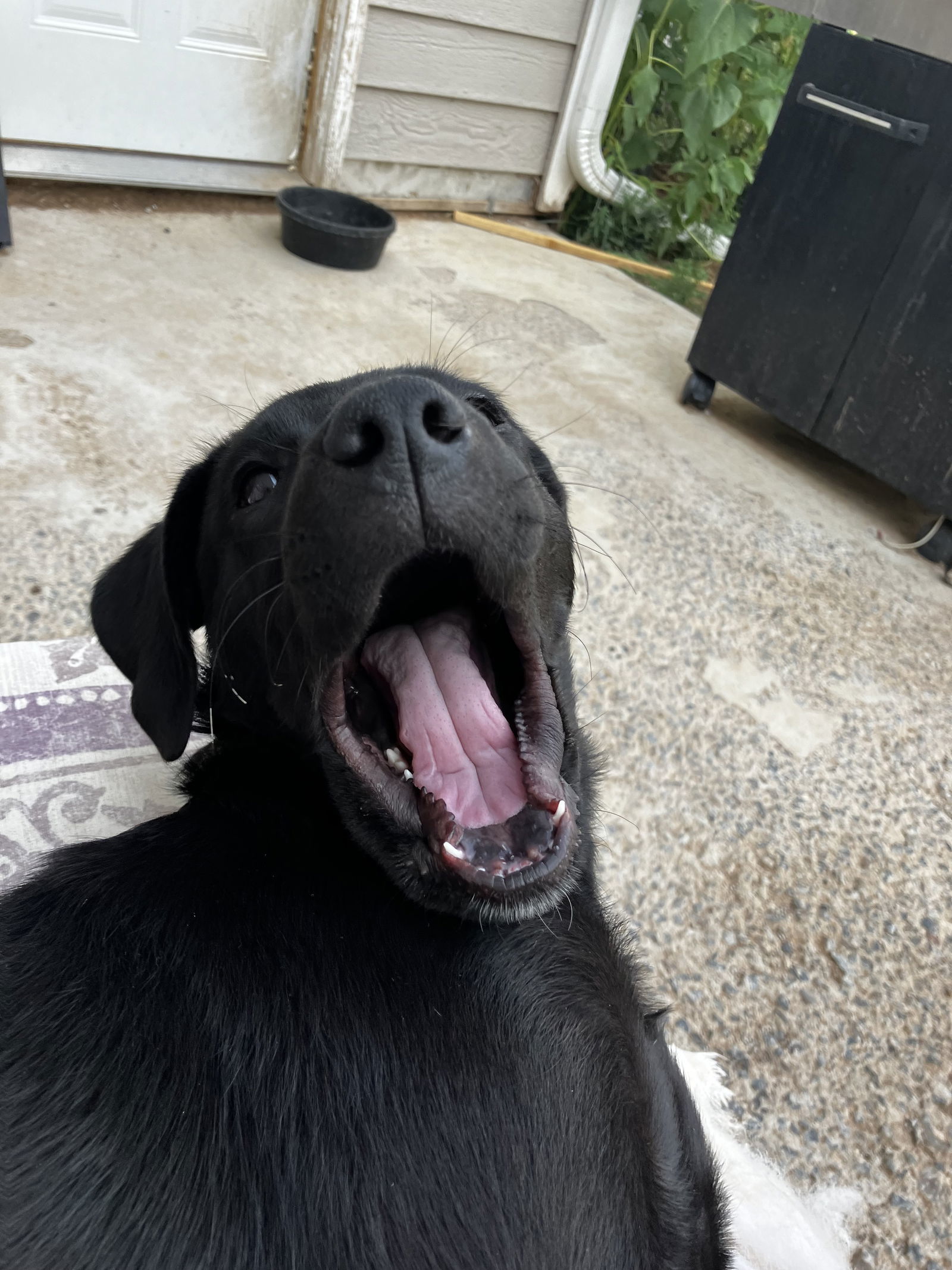 Rain (FTF-Albany County ONLY), an adoptable Labrador Retriever, Australian Shepherd in Laramie, WY, 82073 | Photo Image 3