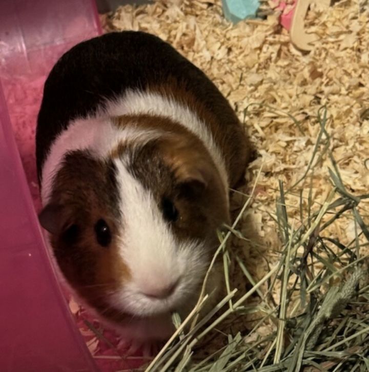 Guinea Pig for adoption - Twix and Reece, a Guinea Pig Mix in Mankato ...