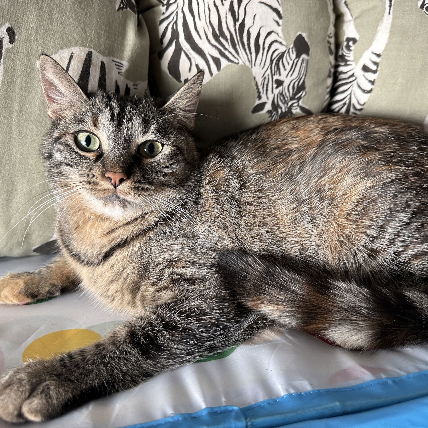 Sweet-tart, an adoptable Domestic Short Hair in Ventura, CA, 93001 | Photo Image 1