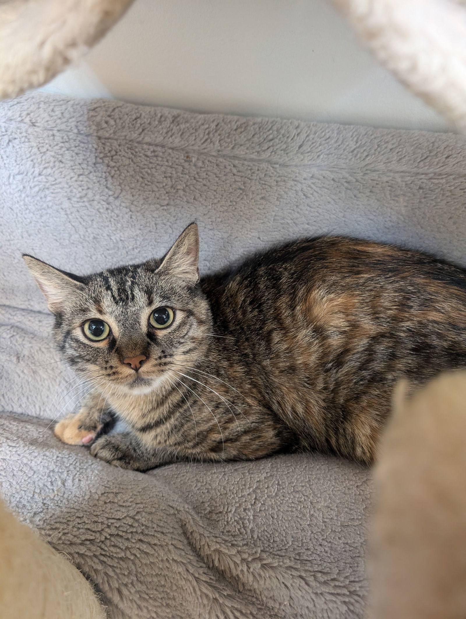 Sweet-tart, an adoptable Domestic Short Hair in Ventura, CA, 93001 | Photo Image 2