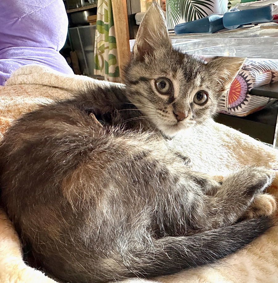 Sweet-tart, an adoptable Domestic Short Hair in Ventura, CA, 93001 | Photo Image 3