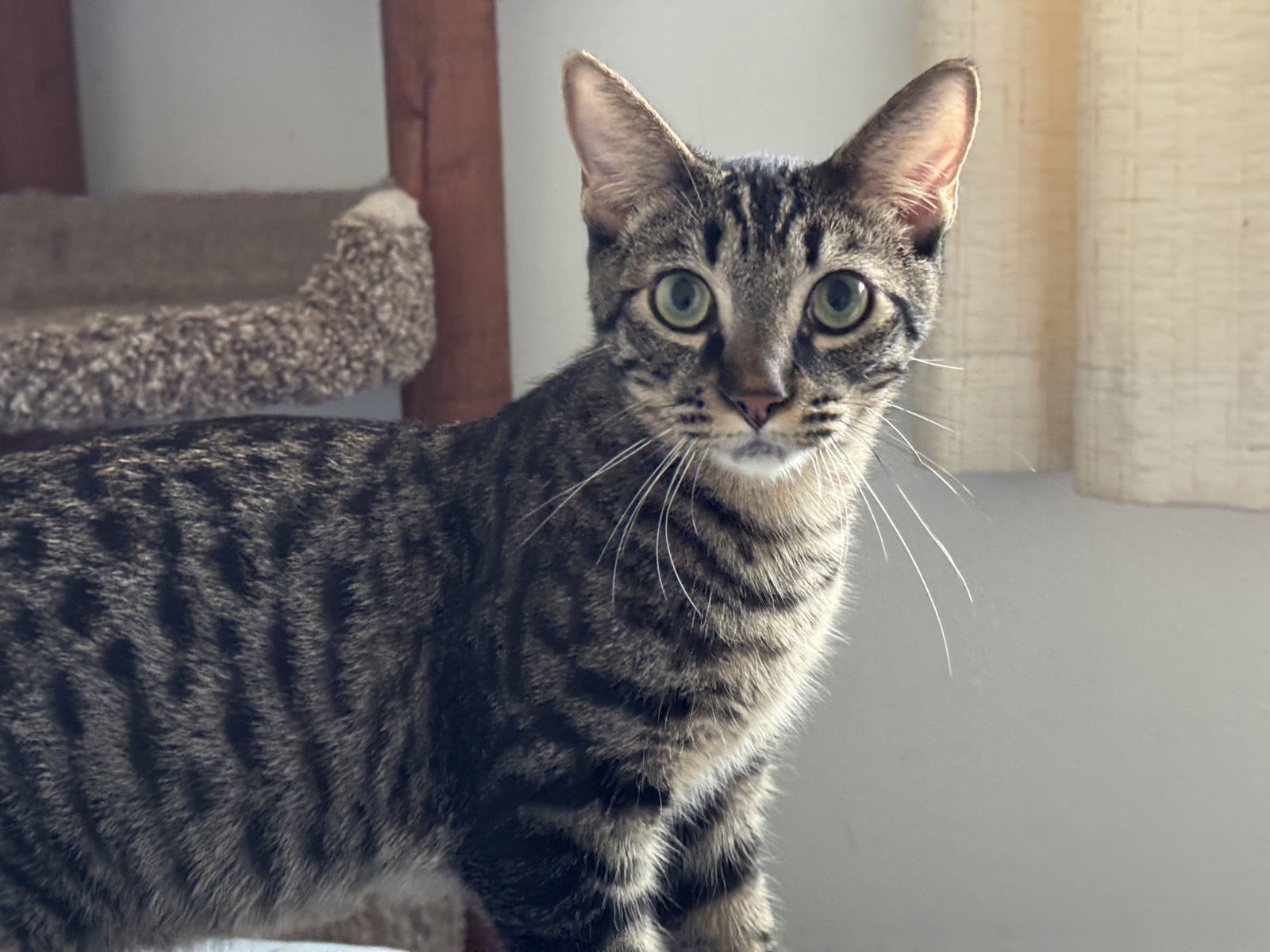 Prince Philip, an adoptable Domestic Short Hair in Ventura, CA, 93001 | Photo Image 1
