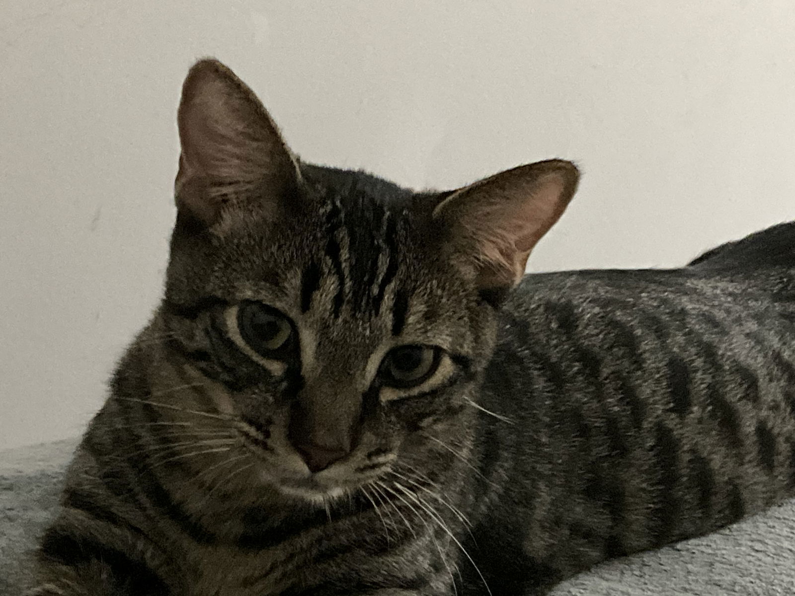 Prince Philip, an adoptable Domestic Short Hair in Ventura, CA, 93001 | Photo Image 3