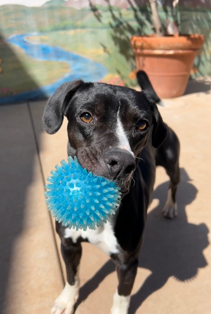 Skylar, an adoptable Labrador Retriever in Cottonwood, AZ, 86326 | Photo Image 1