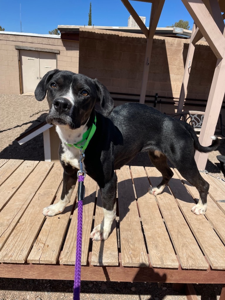 Skylar, an adoptable Labrador Retriever in Cottonwood, AZ, 86326 | Photo Image 2