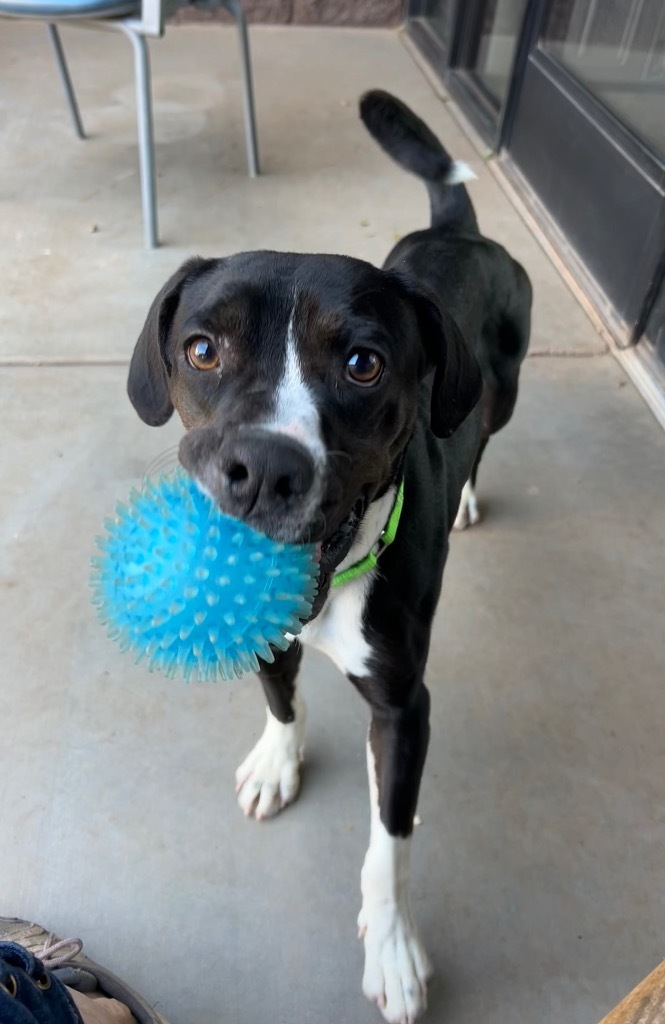 Skylar, an adoptable Labrador Retriever in Cottonwood, AZ, 86326 | Photo Image 3
