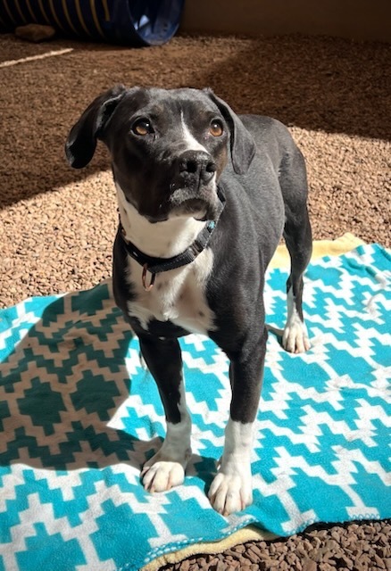 Skylar, an adoptable Labrador Retriever in Cottonwood, AZ, 86326 | Photo Image 4