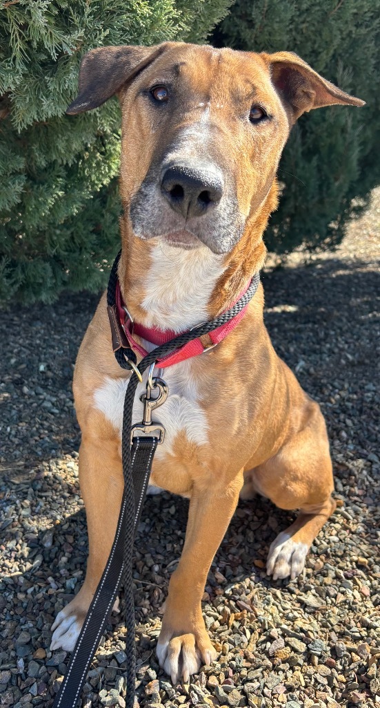 Jasper, an adoptable Bull Terrier in Cottonwood, AZ, 86326 | Photo Image 1