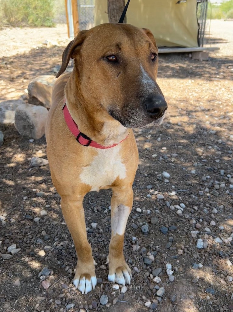 Jasper, an adoptable Bull Terrier in Cottonwood, AZ, 86326 | Photo Image 2