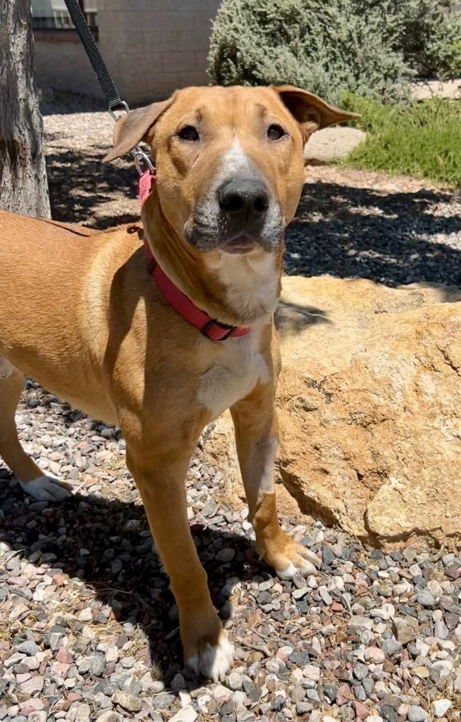 Jasper, an adoptable Bull Terrier in Cottonwood, AZ, 86326 | Photo Image 3
