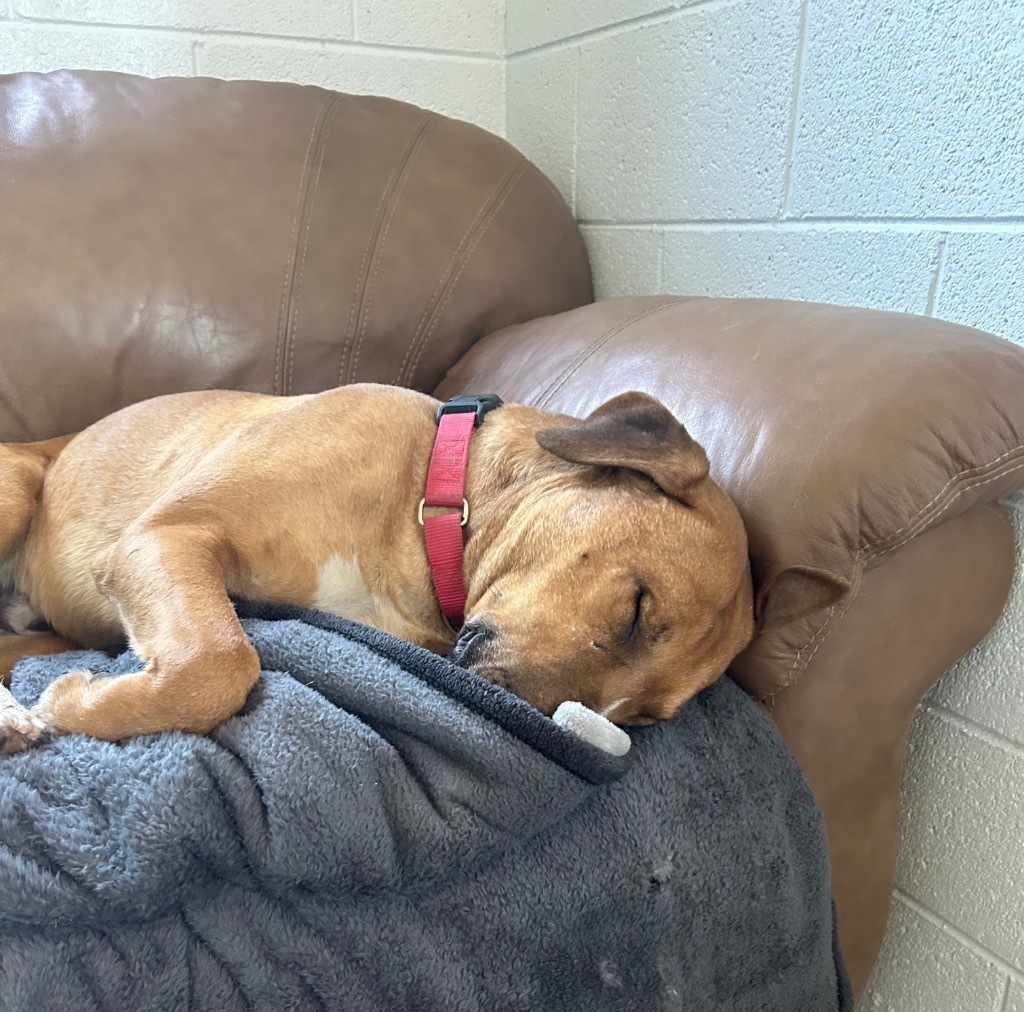 Jasper, an adoptable Bull Terrier in Cottonwood, AZ, 86326 | Photo Image 4