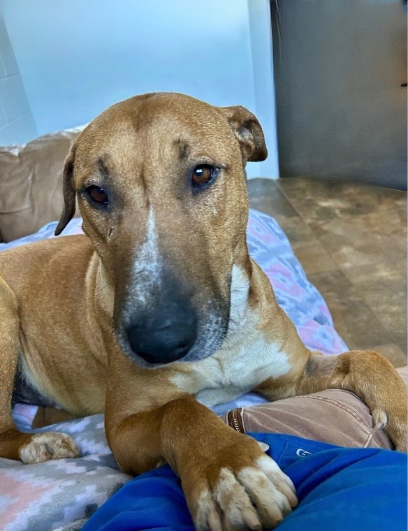 Jasper, an adoptable Bull Terrier in Cottonwood, AZ, 86326 | Photo Image 5