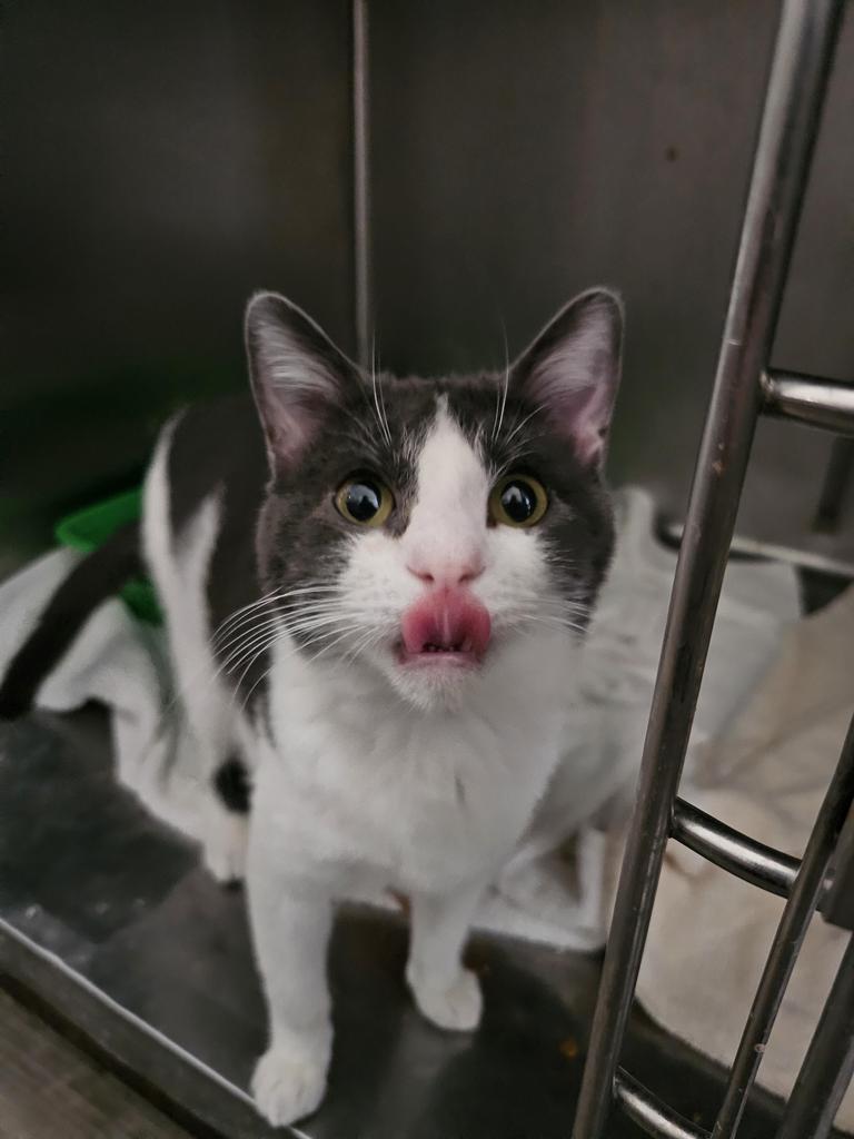 Bingo, an adoptable Domestic Short Hair in Pahrump, NV, 89048 | Photo Image 1