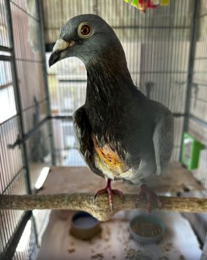 Spencer is the nicest bravest most cooperative pigeon She  was found badly injured her owner 