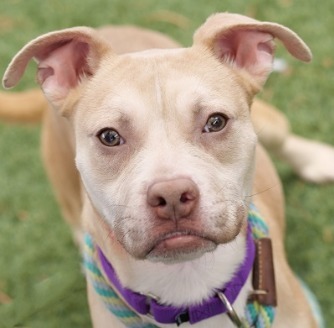 Arya, an adoptable Labrador Retriever, American Staffordshire Terrier in Pahrump, NV, 89048 | Photo Image 1