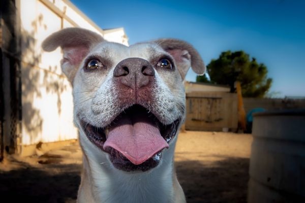 Arya, an adoptable Labrador Retriever, American Staffordshire Terrier in Pahrump, NV, 89048 | Photo Image 3