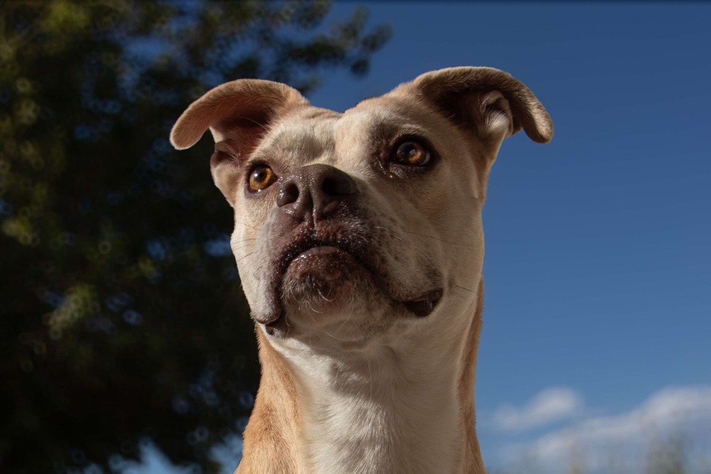Arya, an adoptable Labrador Retriever, American Staffordshire Terrier in Pahrump, NV, 89048 | Photo Image 4
